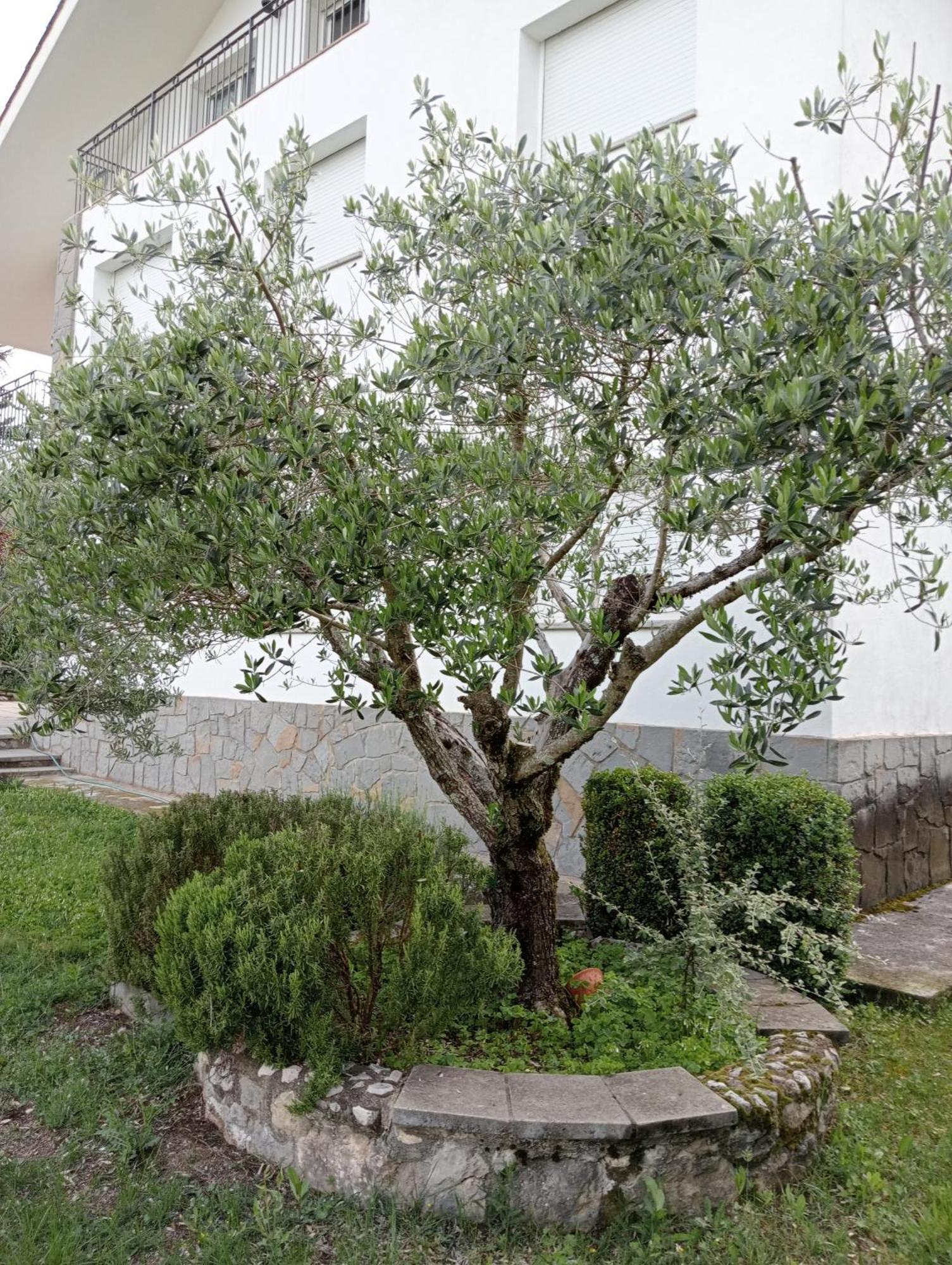 Apartamento-Casa Turistica L'Espigol Sant Llorenç de Morunys Eksteriør billede
